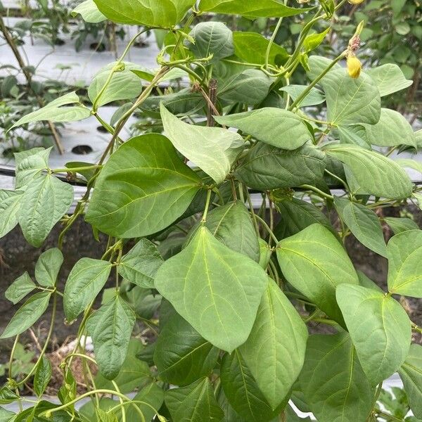 Phaseolus vulgaris Leaf