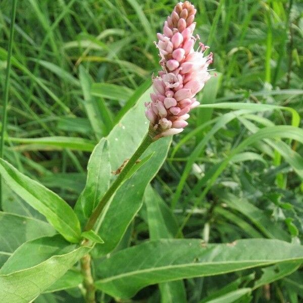 Persicaria amphibia Blomma