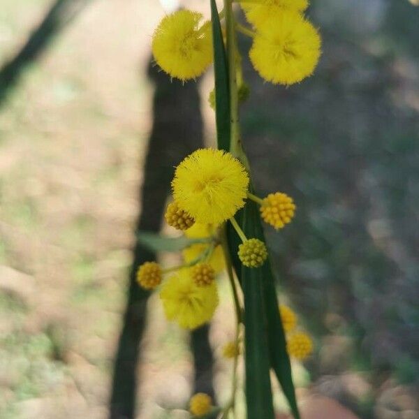 Acacia saligna Blomma