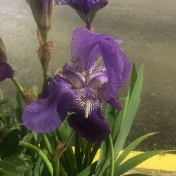 Iris × germanica Bloem