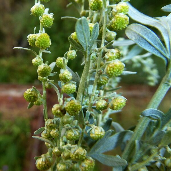 Artemisia absinthium Habitatea