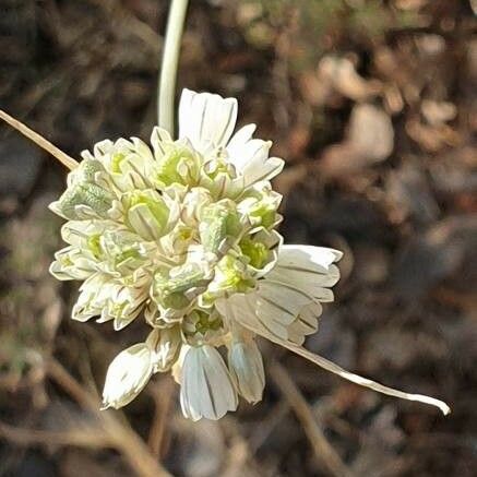 Allium paniculatum 花