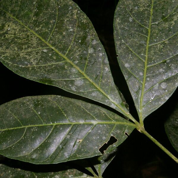 Angostura granulosa Blatt