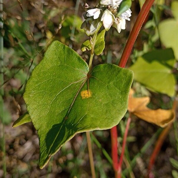 Fagopyrum esculentum Blatt