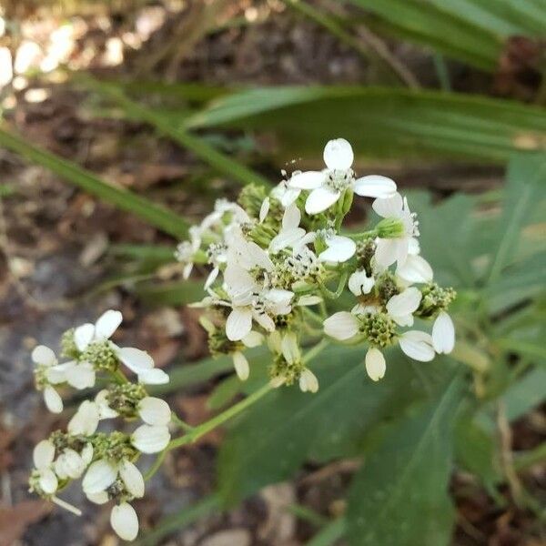 Verbesina virginica 花