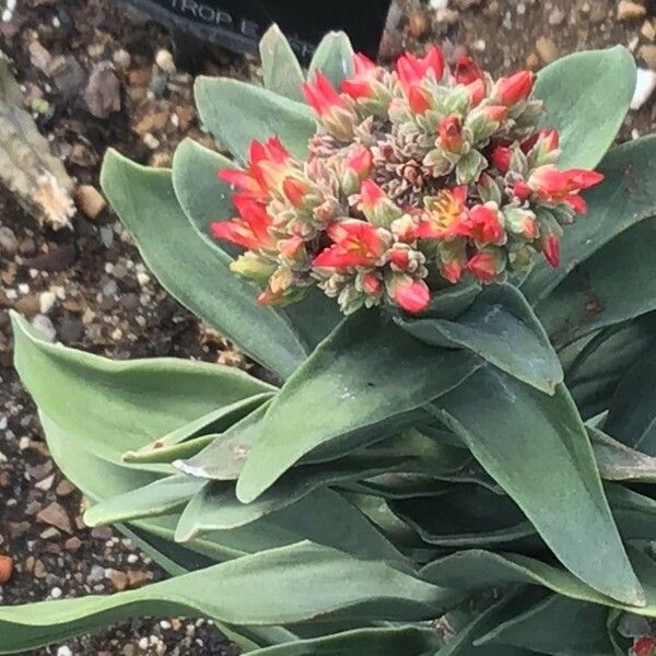 Crassula perfoliata Fleur