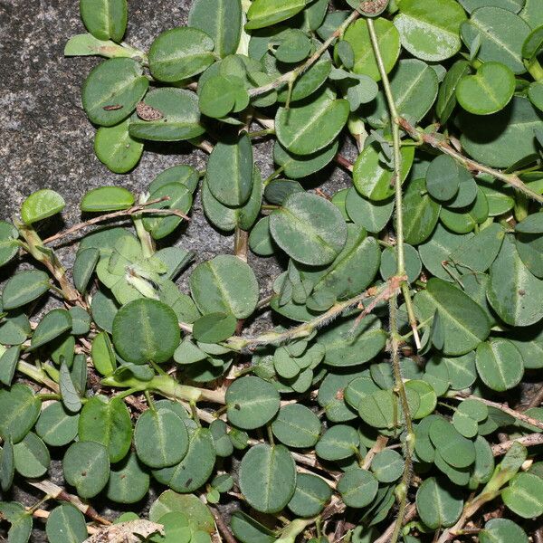 Alysicarpus vaginalis Blad