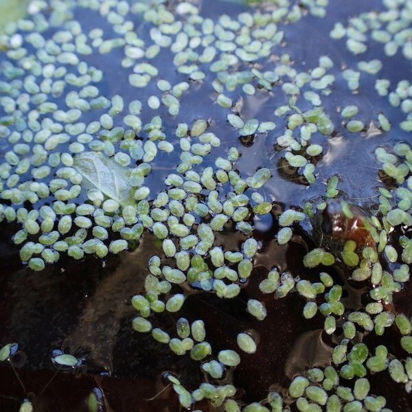 Lemna minuta Habitus