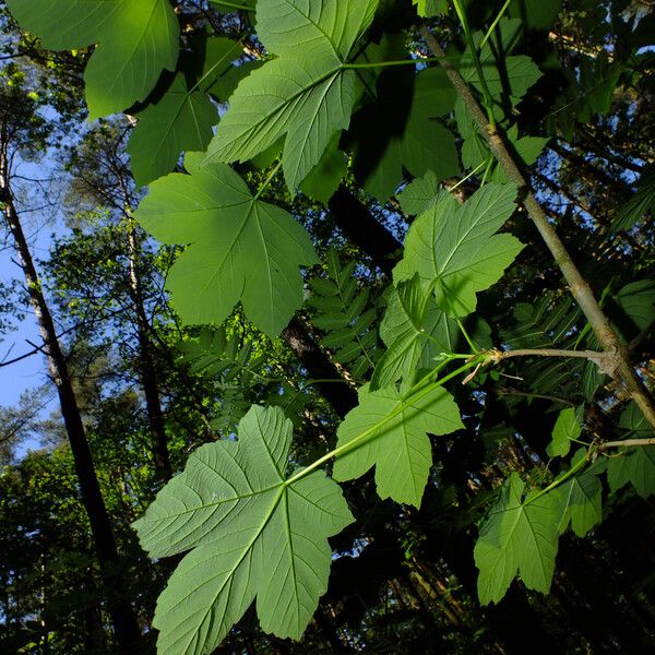 Acer pseudoplatanus Ліст