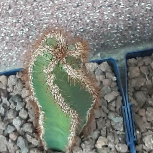 Cereus hildmannianus Fuelha