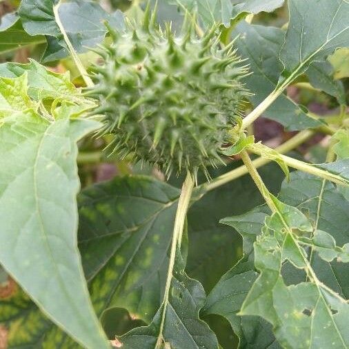 Datura stramonium Fruto