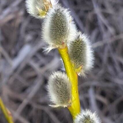 Salix daphnoides Fleur