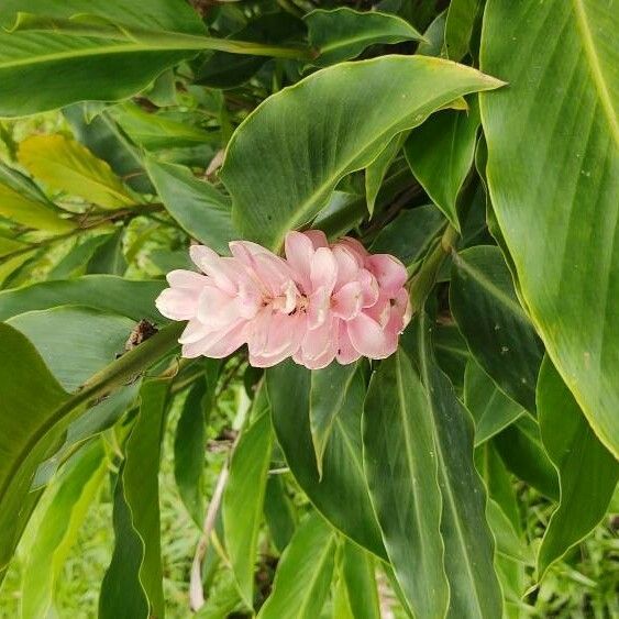 Alpinia purpurata പുഷ്പം