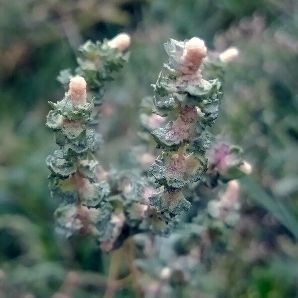 Atriplex rosea Flower