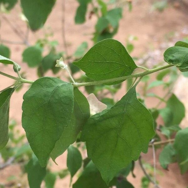 Karomia speciosa Leaf