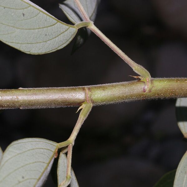 Desmodium cajanifolium Kaarna