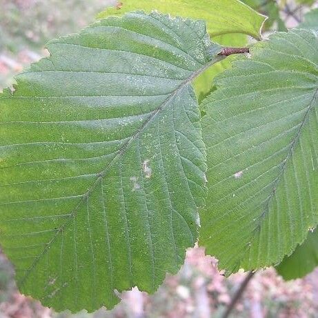 Ulmus laevis Leaf