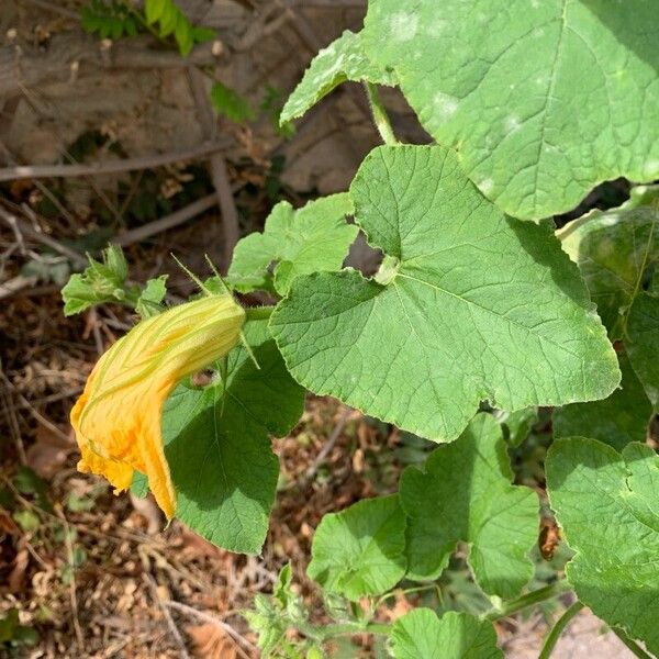 Cucurbita maxima Kukka