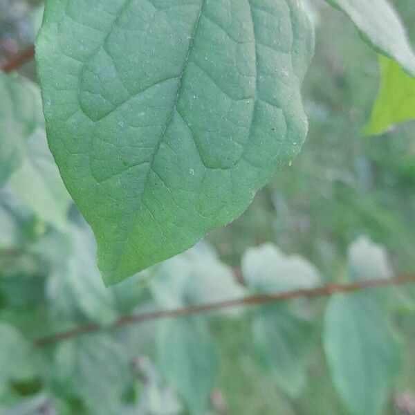 Philadelphus x virginalis برگ