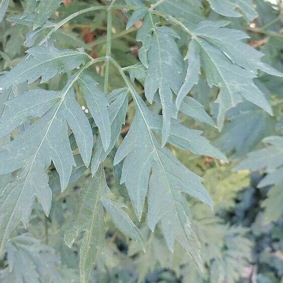 Cardiospermum halicacabum Feuille