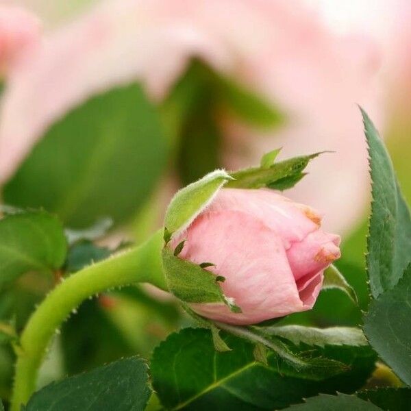 Rosa tomentosa Flower