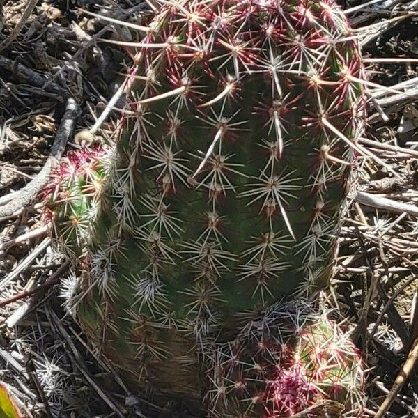 Echinocereus viridiflorus Foglia