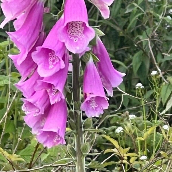 Digitalis thapsi Flor