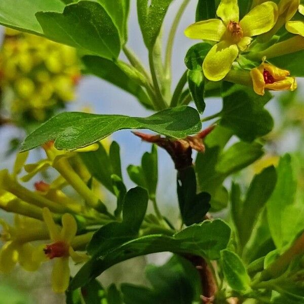 Ribes aureum 葉