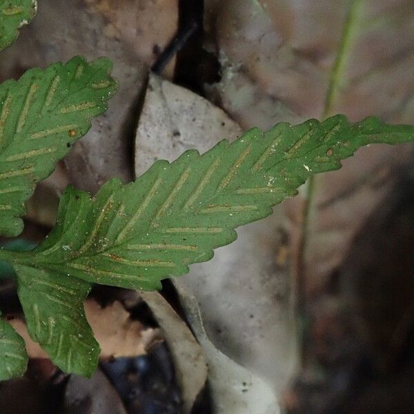 Asplenium macrophlebium Blad