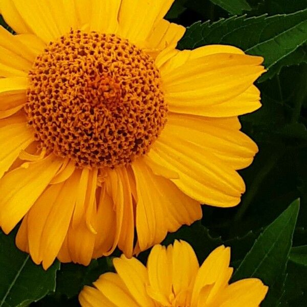 Heliopsis helianthoides Flower