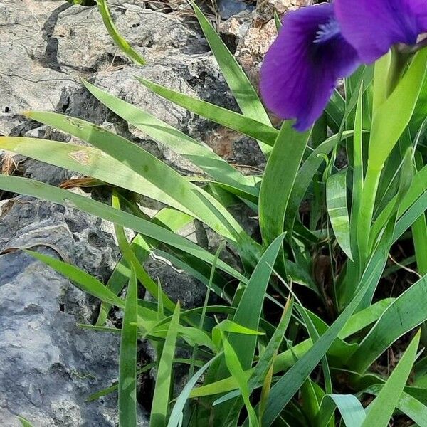 Iris pumila Folha