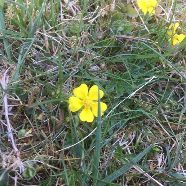 Potentilla neumanniana Flor