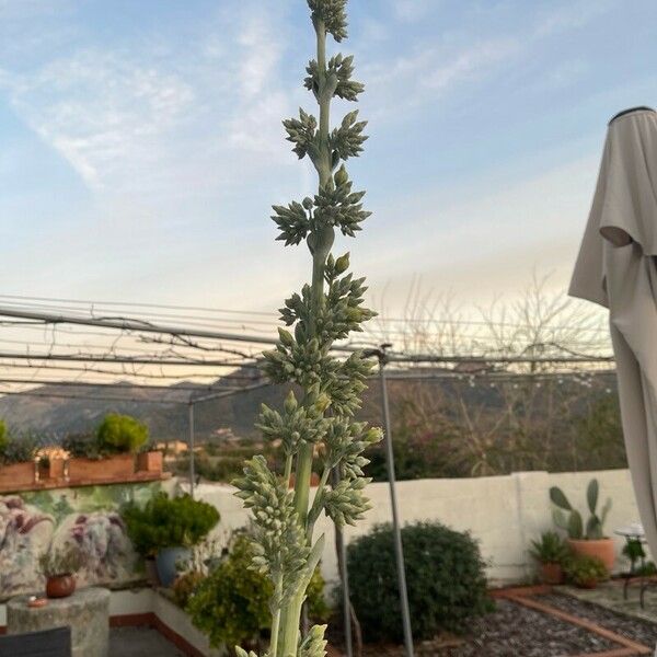 Kalanchoe tetraphylla Blomst