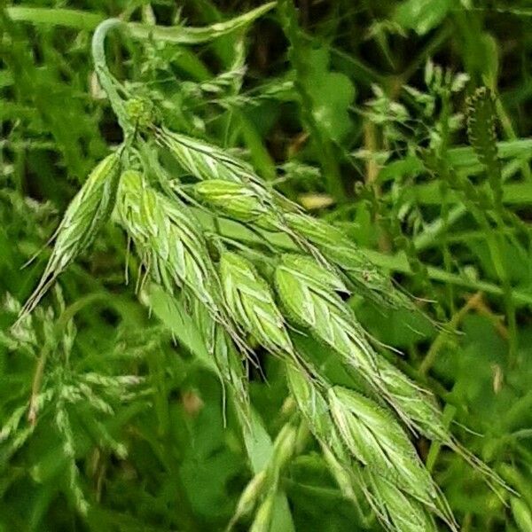 Bromus hordeaceus Fleur