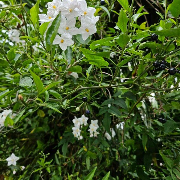 Jasminum polyanthum List