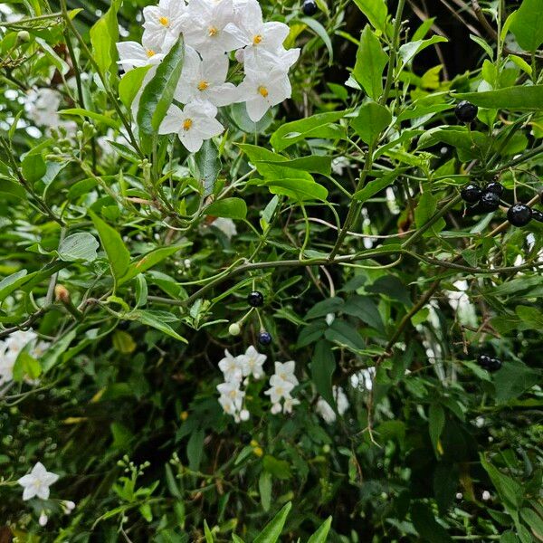 Jasminum polyanthum Листок