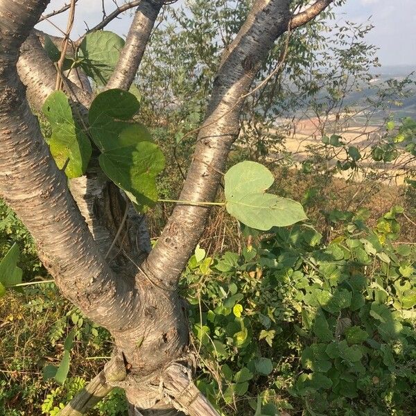 Pueraria montana Leaf