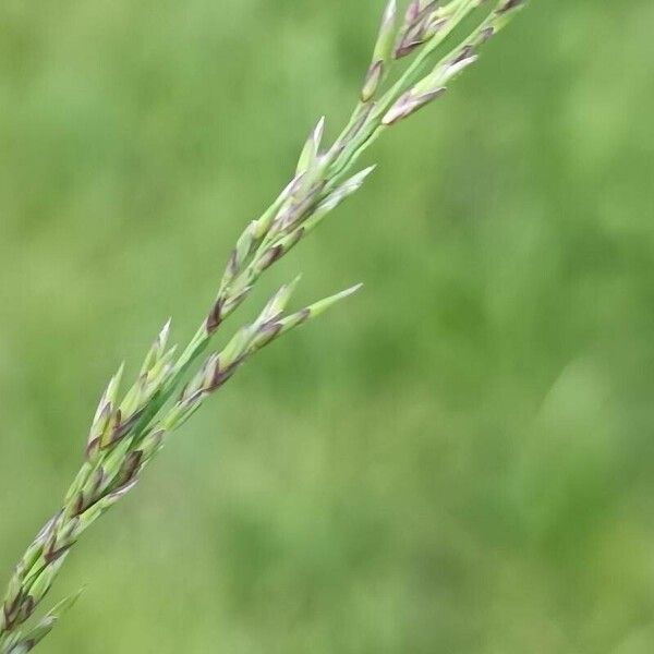 Molinia caerulea Blüte