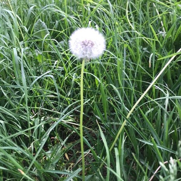 Taraxacum dissectum Цвят