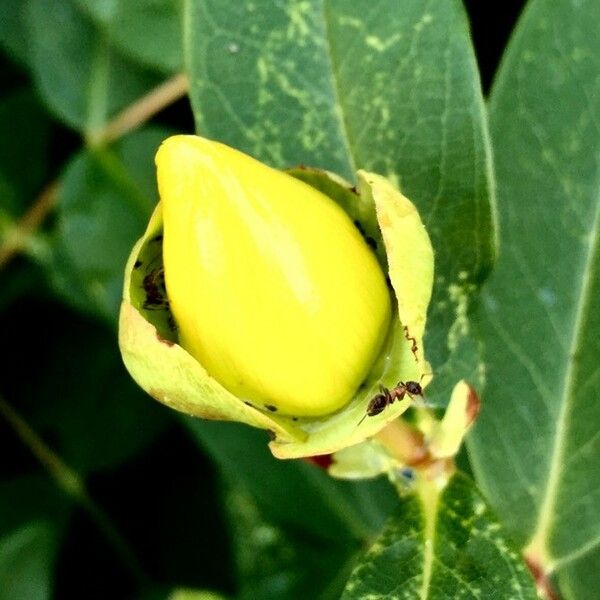 Hypericum calycinum Gyümölcs