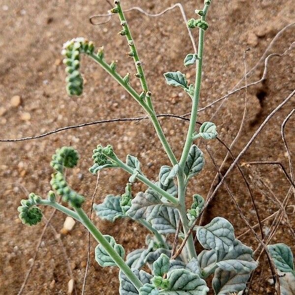 Heliotropium longiflorum چھال