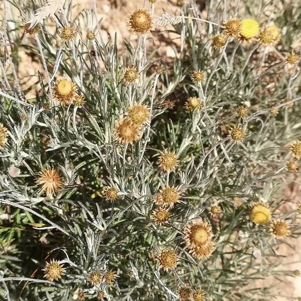 Phagnalon saxatile Habitat