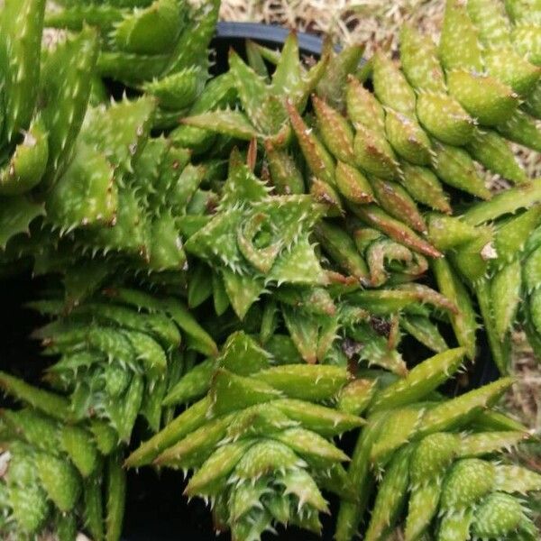 Aloe juvenna Leaf