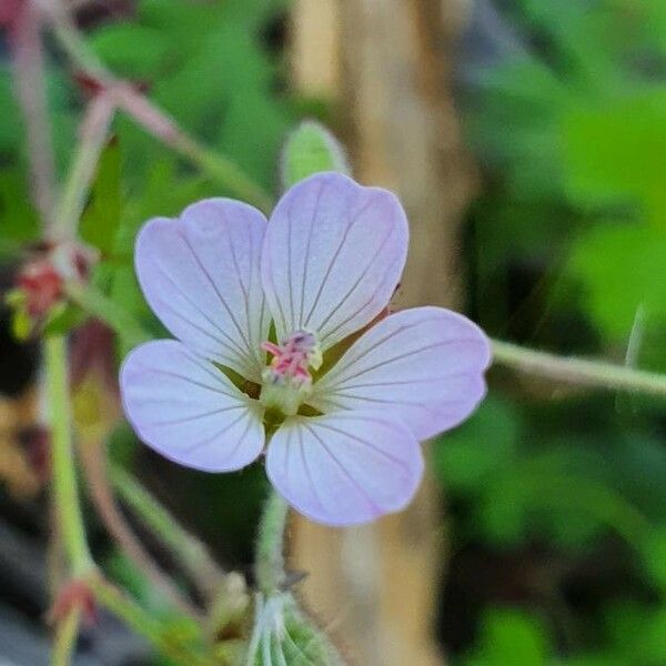 Geranium elamellatum Цветок