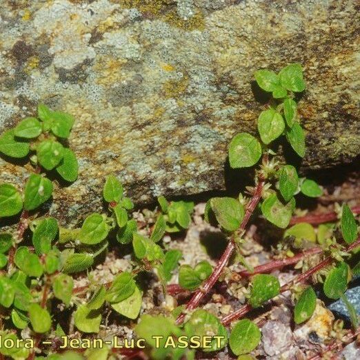 Parietaria lusitanica Хабит