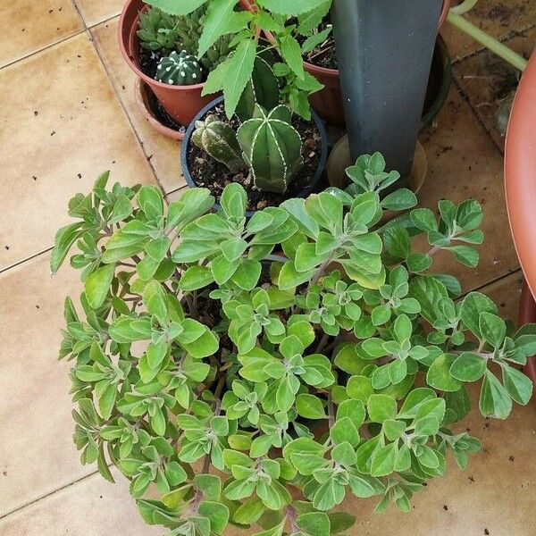 Plectranthus amboinicus Foglia