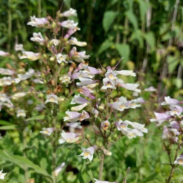 Penstemon pallidus Flor