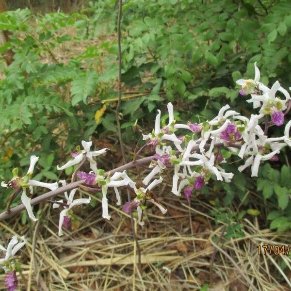 Eulophia cristata Blomst