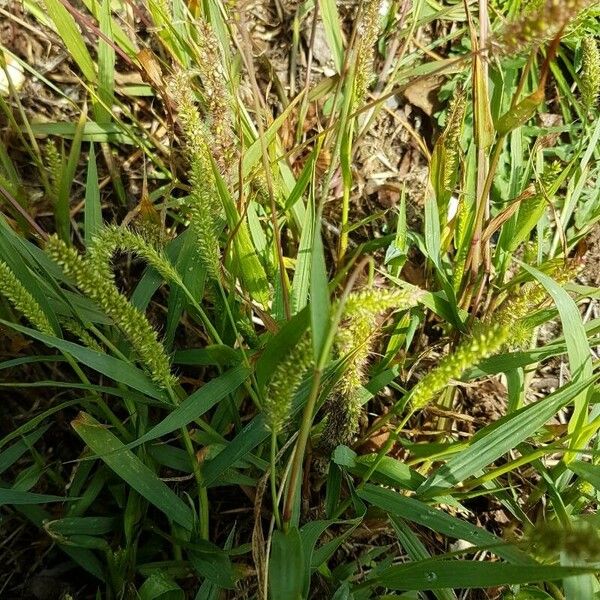 Setaria verticillata Blüte