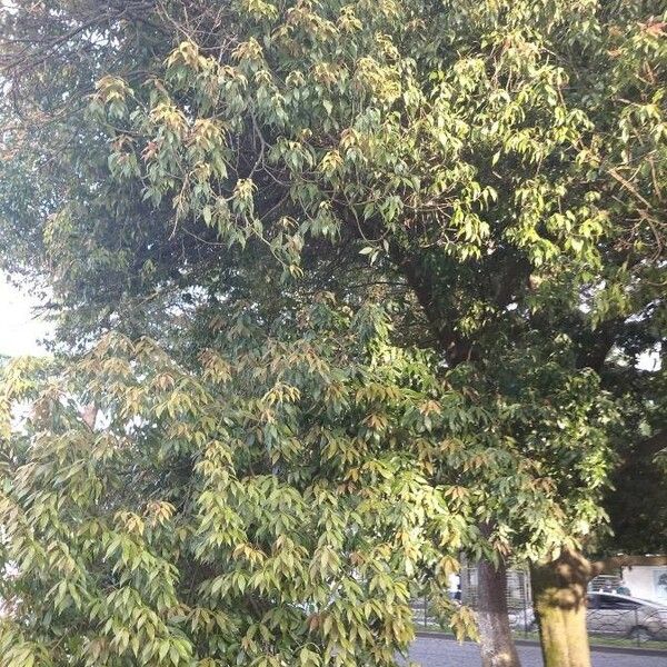 Quercus glauca Habit